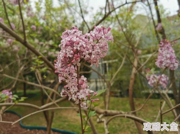 午夜丁香最新研究显示丁香花的香气有助于缓解压力和焦虑