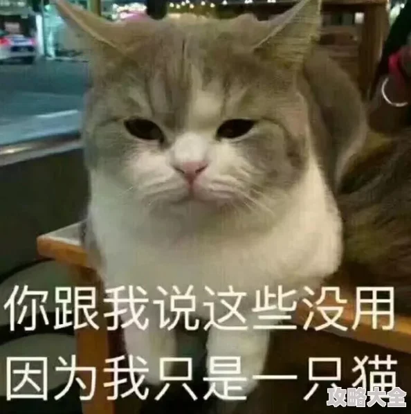 色图区据传管理员酷爱养猫已经收集了上百张猫咪表情包