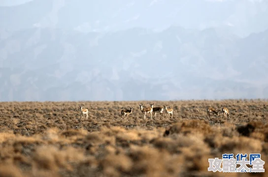 老狼含羞草无人区疑似传播不良信息警方已介入调查