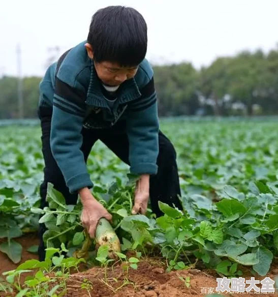 拔萝卜无减除大牛谎称种出巨型萝卜骗取流量已被平台封禁账号