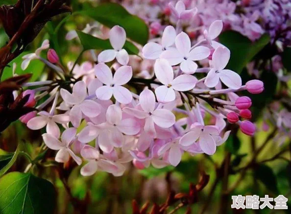 丁香花在线高清免费观看画质模糊加载慢资源少清晰度低