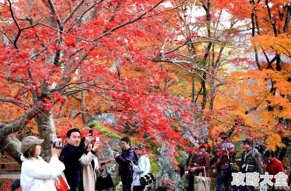 日本秋季赏枫胜地层林尽染感受醉人秋色