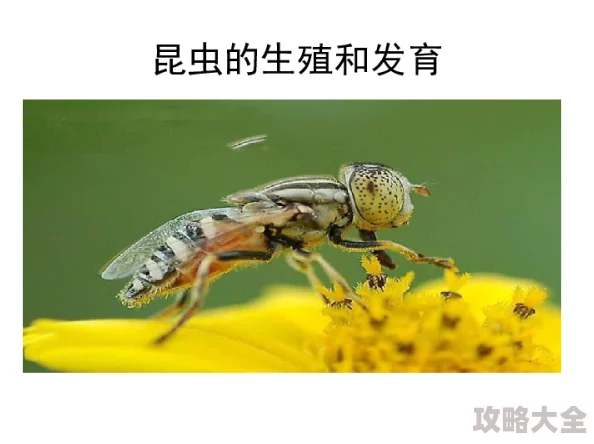 《集合啦！动物森友会龙虱大揭秘 - 昆虫图鉴大全详解》是一篇专为昆虫爱好者及《动物森友会》游戏玩家精心准备的深度解析文章。在这篇文章中，我们将详细探讨龙虱这一神秘而迷人的昆虫，揭开它的生活习性、外形特征以及它在游戏中的特殊地位。