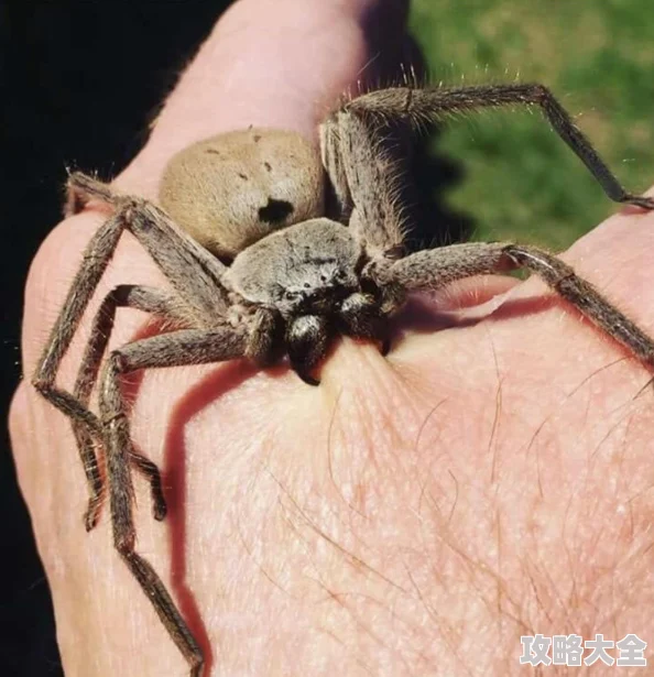 《怪物猎人MR经验获取指南：快速提升等级的秘诀》是一篇专为怪物猎人MR玩家打造的攻略文章，旨在为广大玩家提供实用的等级提升技巧。本文将深入探讨游戏中的经验获取途径，帮助玩家在游戏中迅速提升等级，享受战斗的乐趣。